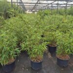 Scabrida Asian Wonder 5.5L - 75CM - Triple pack