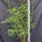 Scabrida Asian Wonder 10L - 125+ cm