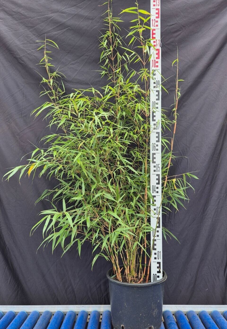 Fargesia Scabrida Asian Wonder en pot de 10 litres, hauteur 125 cm ou plus, bambou non-traçant