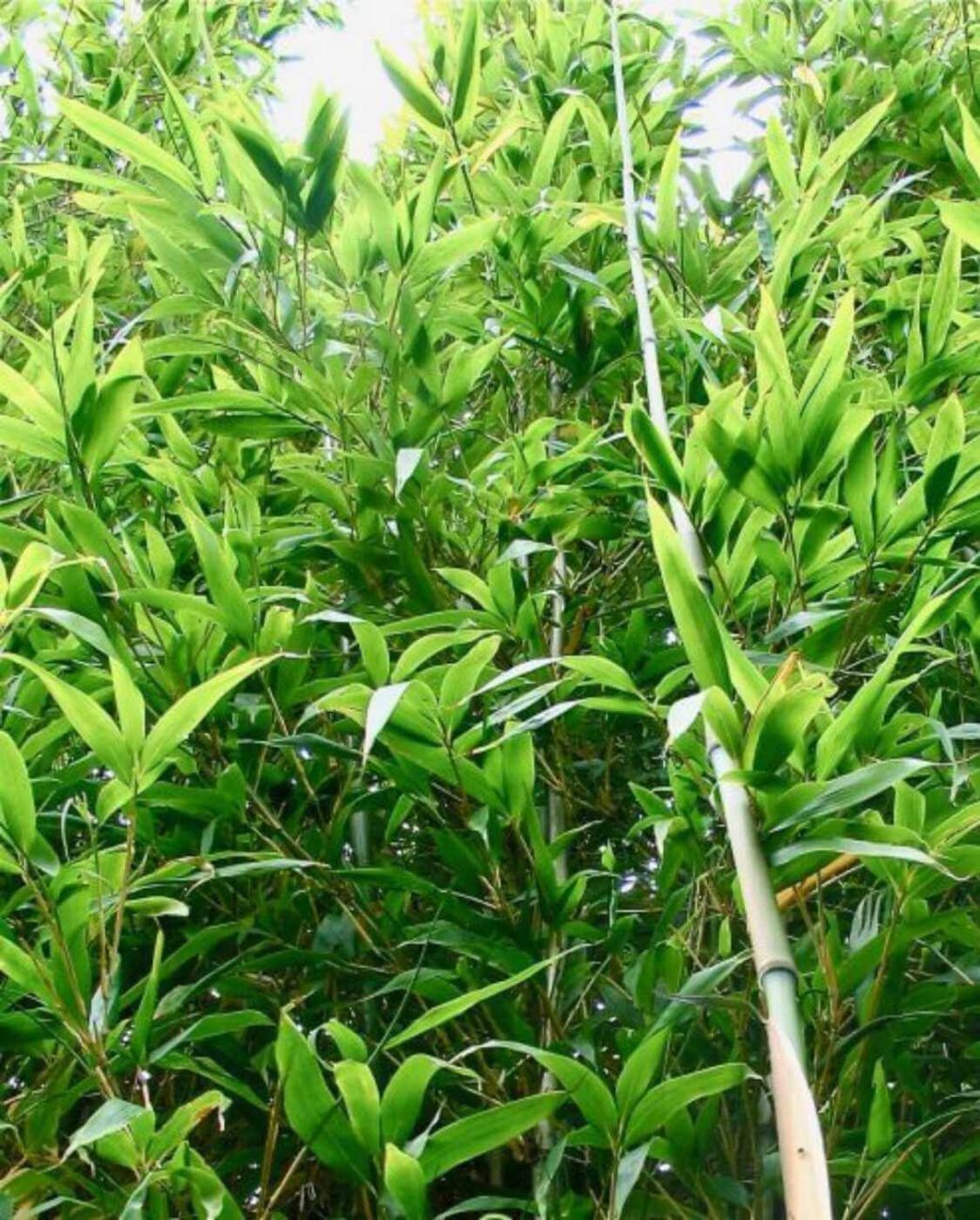 Semiarundinaria fastuosa Viridis, bambou non traçant aux tiges vertes élégantes, idéal pour haie et jardin