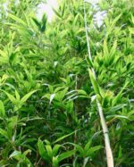 Semiarundinaria fastuosa Viridis, bambou non traçant aux tiges vertes élégantes, idéal pour haie et jardin