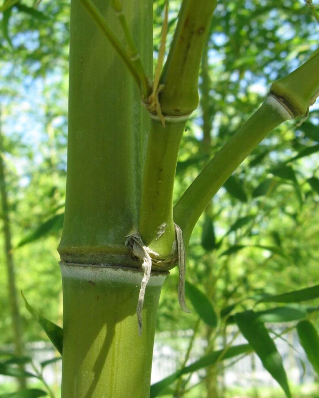Semiarundinaria fastuosa Viridis, bambou non traçant avec tiges vertes élancées pour jardin et haie