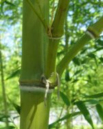 Semiarundinaria fastuosa Viridis, bambou non traçant avec tiges vertes élancées pour jardin et haie