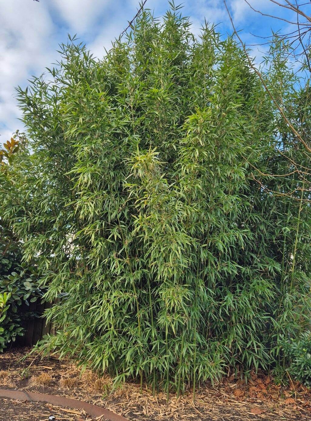 Semiarundinaria fastuosa Viridis en pot 15L, bambou non traçant de 150 cm ou plus