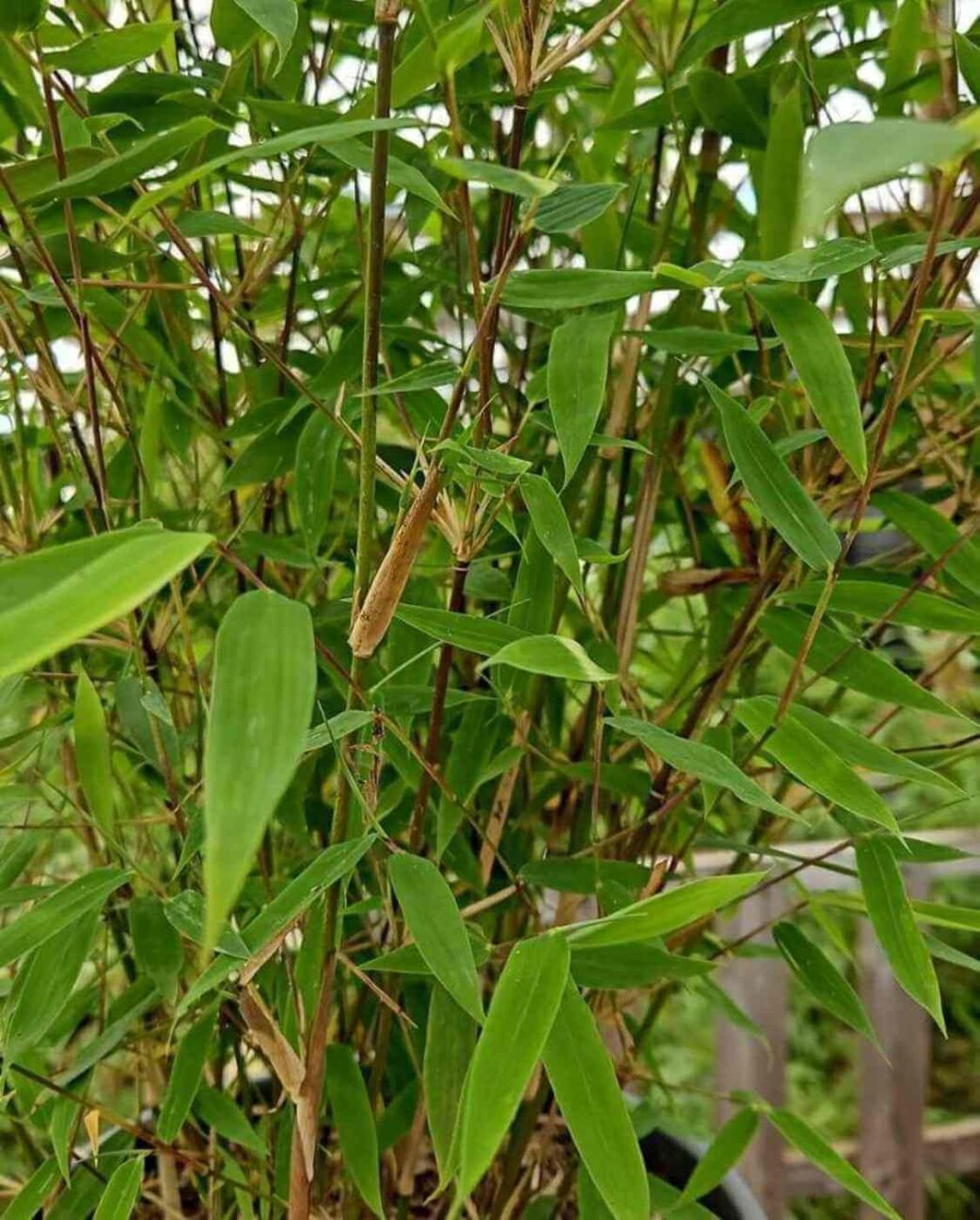 Fargesia nitida Winter Joy Bambou non envahissant, port touffu et élégant pour jardin ou terrasse.