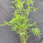 Winter Joy Bambou 2,5L - 75+ cm