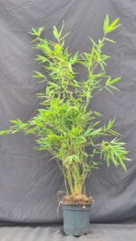 Winter Joy Bambou Fargesia nitida en pot de 2,5 litres, hauteur 75+ cm, bambou non envahissant.
