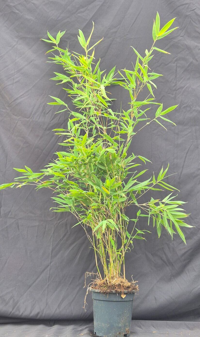 Winter Joy Bambou Fargesia nitida en pot de 2,5 litres, hauteur 75+ cm, bambou non envahissant.